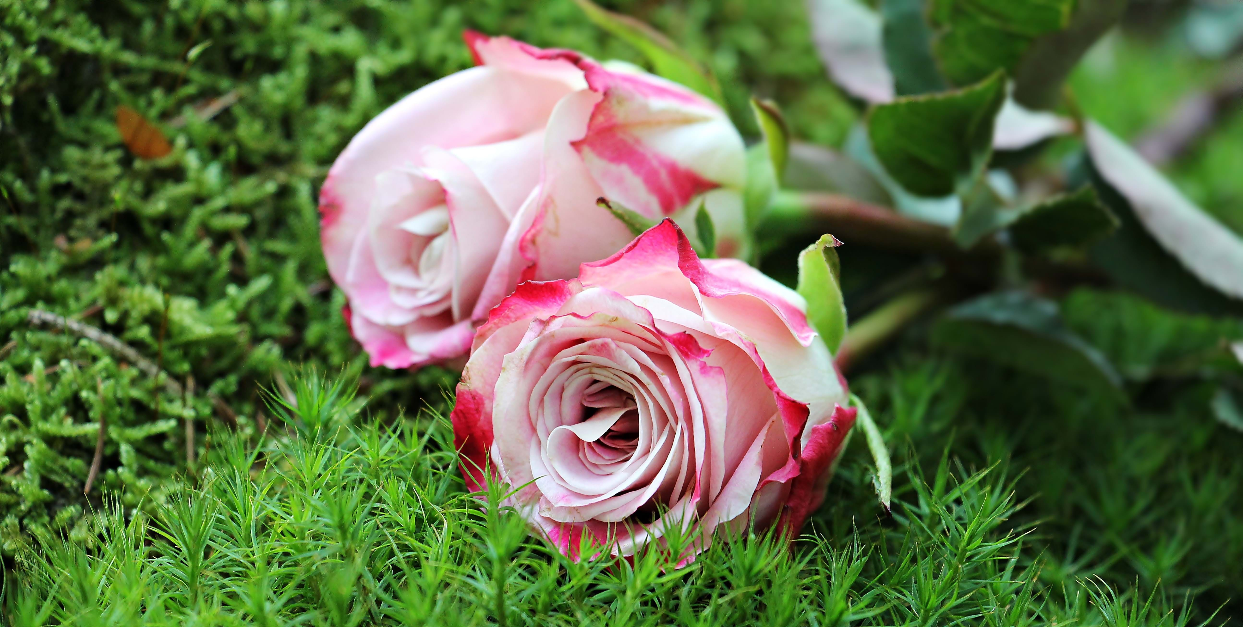 Image of pink and white roses laying on the ground